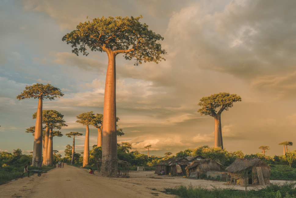 עצי הבהובב של מדגסקר