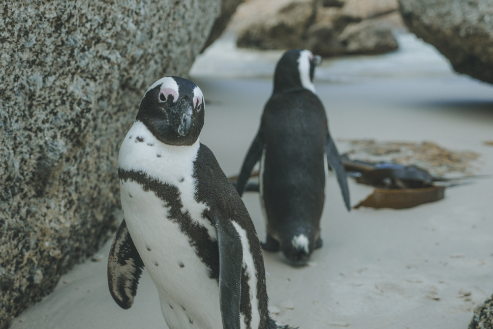 פינגווינים דרום אפריקה
